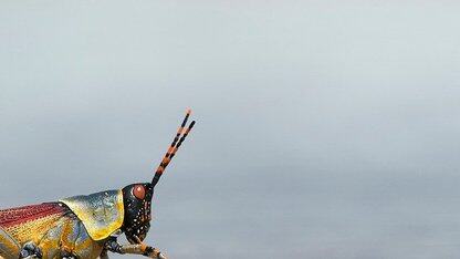 AnyLanguageModel：苹果平台本地和云端LLM的统一API