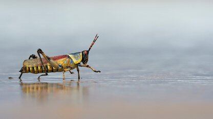 Chainguard发现98%的容器CVE潜伏在前20名之外的镜像中