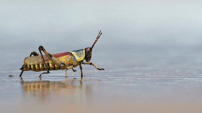 Yann LeCun终于被小扎“逼得”离职创业了!内行被外行指导、时刻担心被裁,Meta 人现在迷茫又内卷