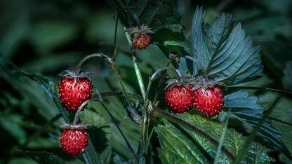 银行业PDF表格提取方案重构：基于Java的分层方案