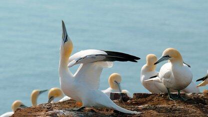 Voices能够让Java应用程序快速实现文本到语音转换