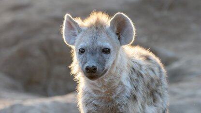 Cloudflare推出零出站费数据平台