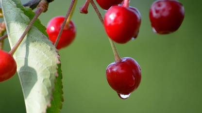 Anthropic 的论文探讨了大语言模型中类情绪机制对行为的影响