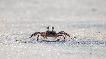 AI 编码助手并未加快交付速度,因为编码从来都不是瓶颈