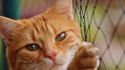 鸿蒙应用O&A：服务平台AppGallery Connect