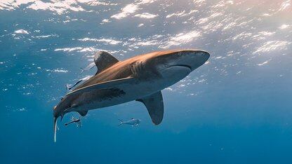 停招初级工程师!大厂样板无实战价值、软件黑灯工厂死路一条,三位AI 编程老炮:AI越骂越灵!