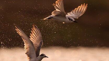 Kiro正式可用，系列核心功能迎来升级