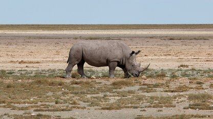 “AI工程师”已上岗!微软 CEO 曝正尝试新学徒制模式:内部工程师的顶级实践全变