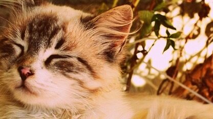 微软推出WinApp CLI,统一Windows应用开发的工作流