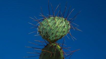 OpenAI 偷装“死对头”Anthropic Skills 实锤，ChatGPT、Codex已植入！111分钟造PDF+自动改字体，开发者亲测力捧：比MCP重要！