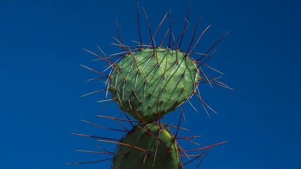 OpenAI 偷装“死对头”Anthropic Skills 实锤，ChatGPT、Codex已植入！111分钟造PDF+自动改字体，开发者亲测力捧：比MCP重要！