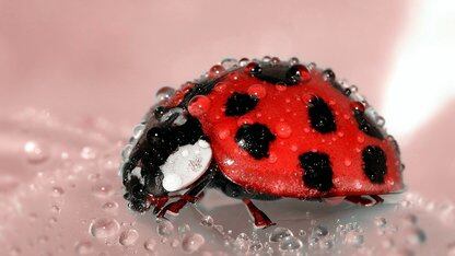 谷歌通用商务协议（UCP）赋能智能代理购物