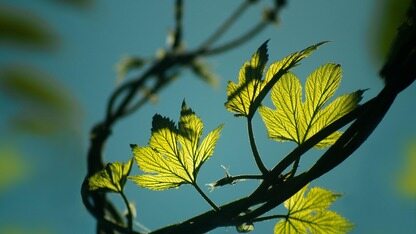 聚焦 AI Agent 系统诊断，智能运维助手 SysOM MCP 正式开源