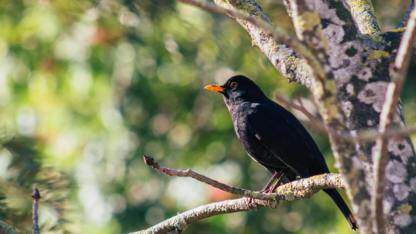 Rust 重写代码格式化器，Oxfmt 宣称比 Prettier 快 30 倍，前端工具链要“统一口径”了？