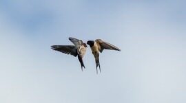 改变一个字符后，我的 Go 程序快了 42%