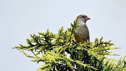 谷歌推出 TurboQuant 压缩技术，有望在低性能硬件上以更快的推理速度提供相同的准确率