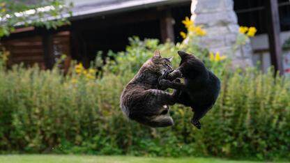 Grab为其平台新增实时数据质量监控功能