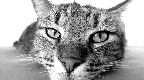 Linus 谈 AI 与氛围编程：入门挺好，用在生产就“会很惨”