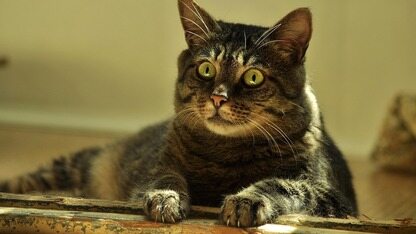 resourceManager.getRawFileContentSync后面的路径怎么写？