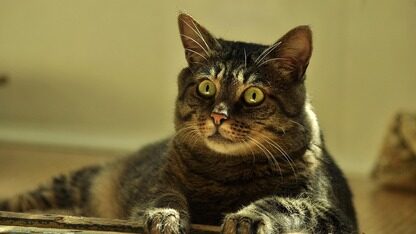 字节跳动芯片团队传重大突破：自研处理器性能对标特供版H20且价更低，明年还砸千亿囤英伟达AI芯片?