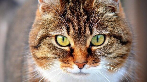 Agent 不是渐进升级，而是要“换代”了：Cursor 工程负责人放话未来三到六个月，行业将迎来大变局