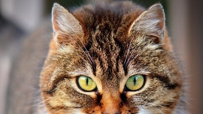 传月之暗面考虑赴香港进行 IPO,内部人员证实去年底已启动成本核算