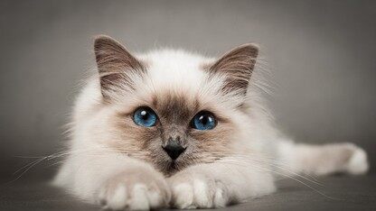 Angular2组件间的数据传递,这几种姿势你知道吗(一)