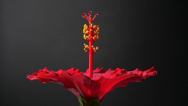 InfoQ 中国技术力量之【AIGC 先锋榜单】结果正式公布！