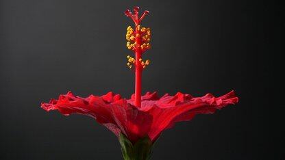 Deno 2.5提供了对权限集和测试API钩子的支持