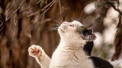 8B端侧写作智能体AgentCPM-Report开源，DeepResearch 终于本地化