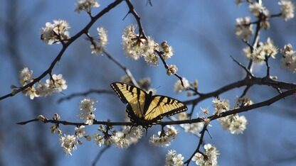 Google Cloud发布托管的MCP支持
