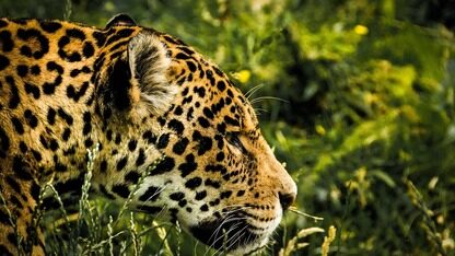 太空 AI 时代来了?马斯克年射 100 万吨 AI 卫星,称月球建厂才是最便宜的算力出路