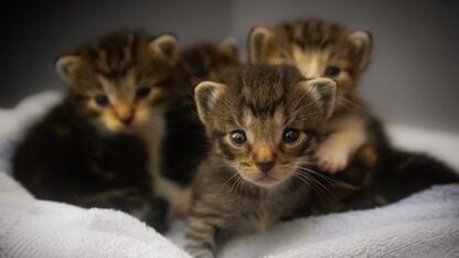 核弹级交易！Meta砸数十亿美元购谷歌AI芯片，英伟达10%江山将易主？Alphabet市值飙向4万亿美元