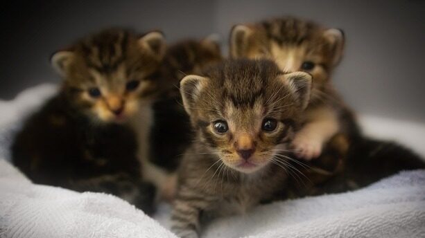 核弹级交易！Meta砸数十亿美元购谷歌AI芯片，英伟达10%江山将易主？Alphabet市值飙向4万亿美元