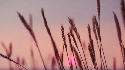 打造最具影响力Rust赛事!第三届vivo蓝河操作系统创新赛正式启动