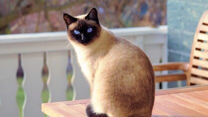 机器人抢上春晚，出场费1亿；DeepSeek招兵买马，布局AI搜索与智能体；英伟达CEO黄仁勋否认对OpenAI不满 | AI周报