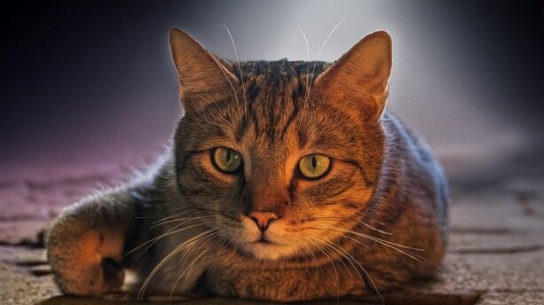 智源Open Day炸场：当具身智能圈的“安卓”，主推视频数据？30+明星CEO、联创圆桌激辩