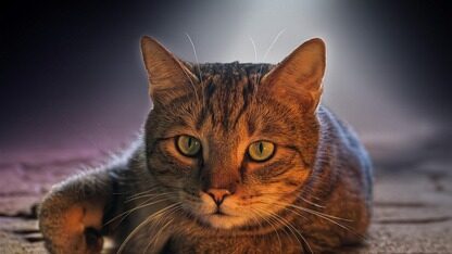 报告发现：AI生成的代码将引发新一轮技术债务浪潮