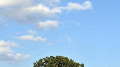 大规模替换数据库序列，保障百余个服务平稳运行