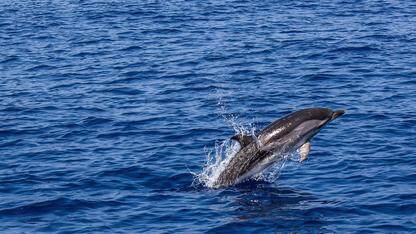 Cactus v1：具有零延迟和完全隐私的跨平台移动LLM推理