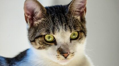 传快手副总裁、基础大模型及推荐模型负责人周国睿将离职，Meta、TikTok 成潜在下家