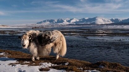 Moltbook 底裤被扒了！150万用户99%是水军，创始团队自导自演