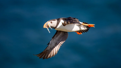 00 后鸿蒙开发者支一郎:从校园需求出发,用代码搭建跨场景服务桥梁