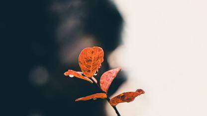 Cloudflare 推出面向 AI 代理的 Markdown 页面与 Content Signals，用于引导 AI 爬虫