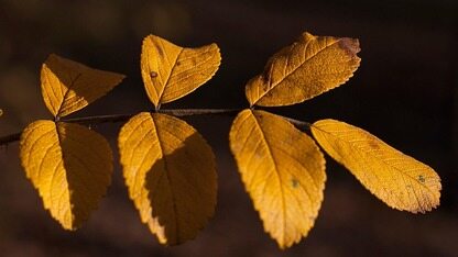 OpenAI 七年元老离职后首次受访开麦：大模型圈“娱乐化”把压力拉爆，谷歌这波别急着吹本质还是 OpenAI 失误