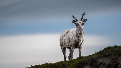 从中断到有序：Netflix使用WAL实现数据库韧性的方式