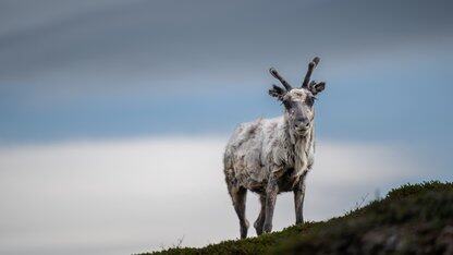 【案例+1】HarmonyOS官方模板优秀案例  （第10期：教育行业·课堂应用）