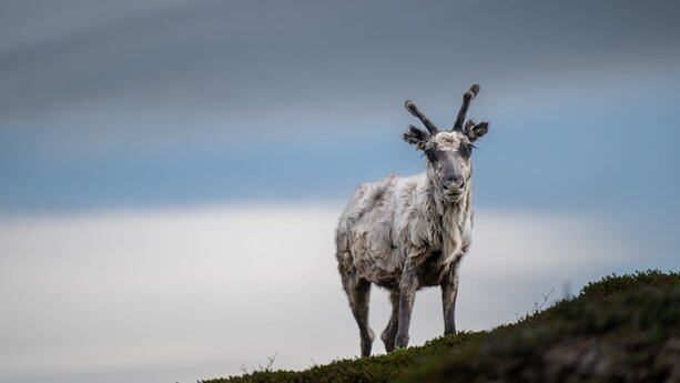 昨夜，Claude 接管电脑狂飙代码！OpenAI 发布最“阴险”插件截胡