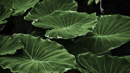 Facebook如何使用ZippyDB构建通用键值存储?