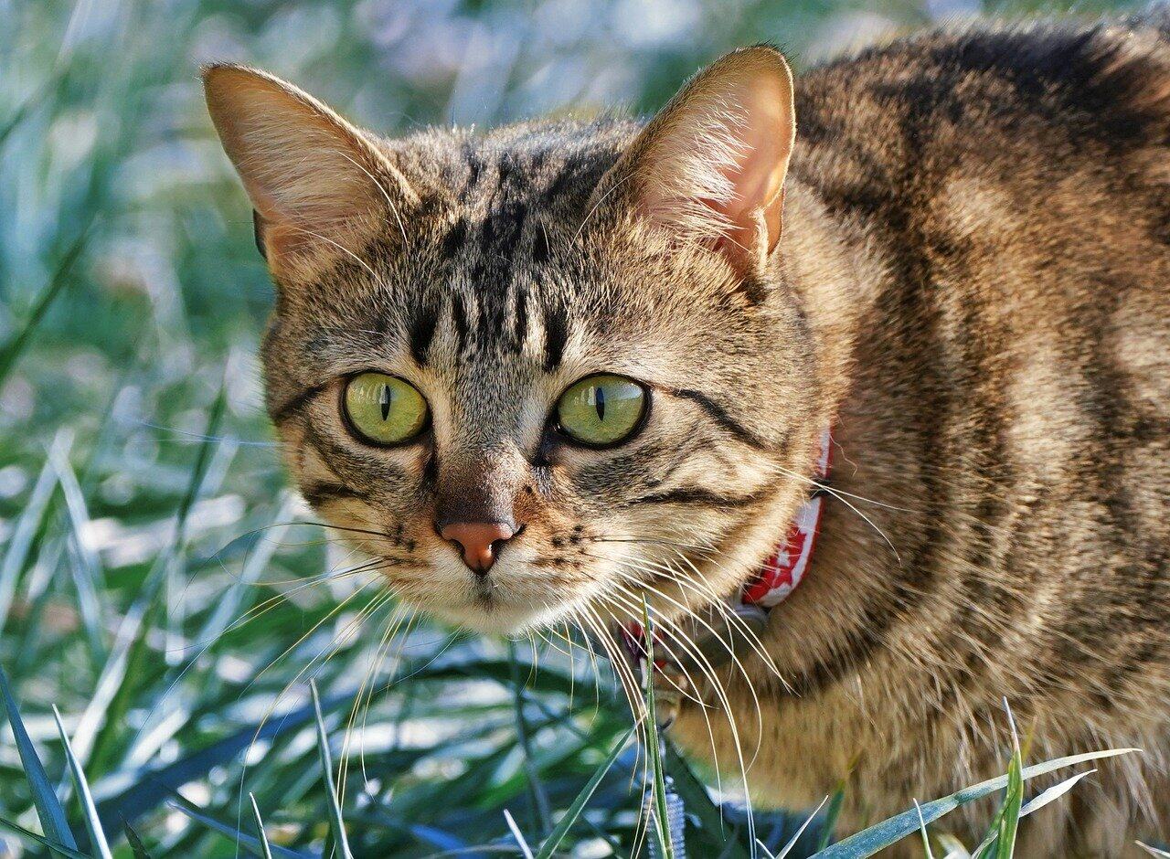 黄仁勋200亿美金“招安”高中辍学生！英伟达挖空Groq TPU核心人才，逼财务官上位CEO，英特尔18A遭弃